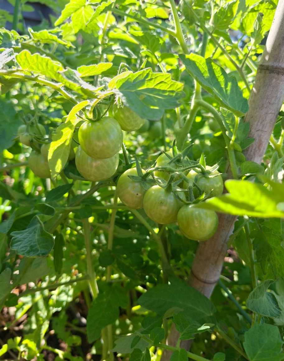 🍽️ Alimentação Saudável